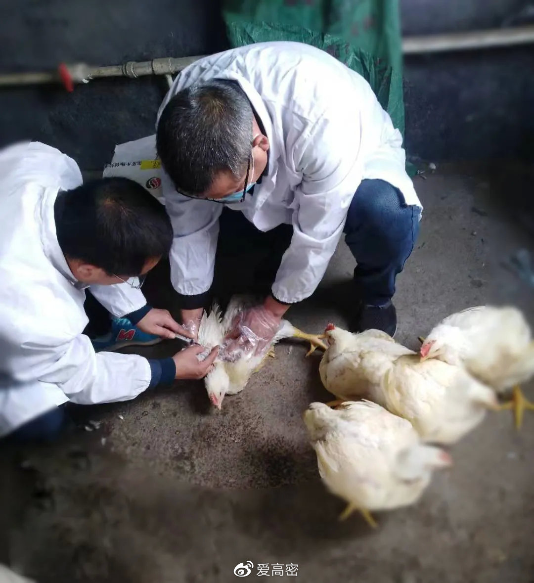 回到古代当兽医 小说下载与结局 回到古代当兽医 章节目录和全文获取方式