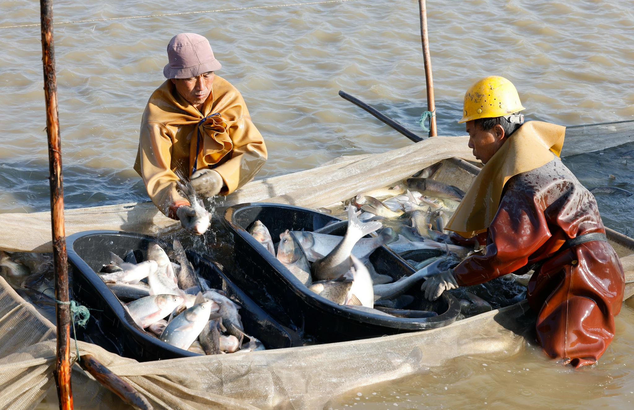 河北丰南:生态水产养殖助增收|唐山市|朱旭东|新华社_新浪新闻
