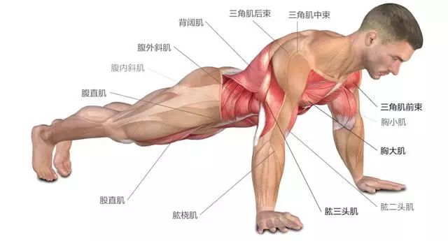 如何靠俯卧撑练出"大胸肌"?原来90%的人都做错了!