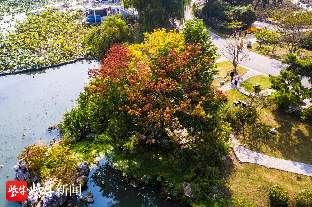 南京最美秋景即将上线她们就藏在这份赏秋攻略里