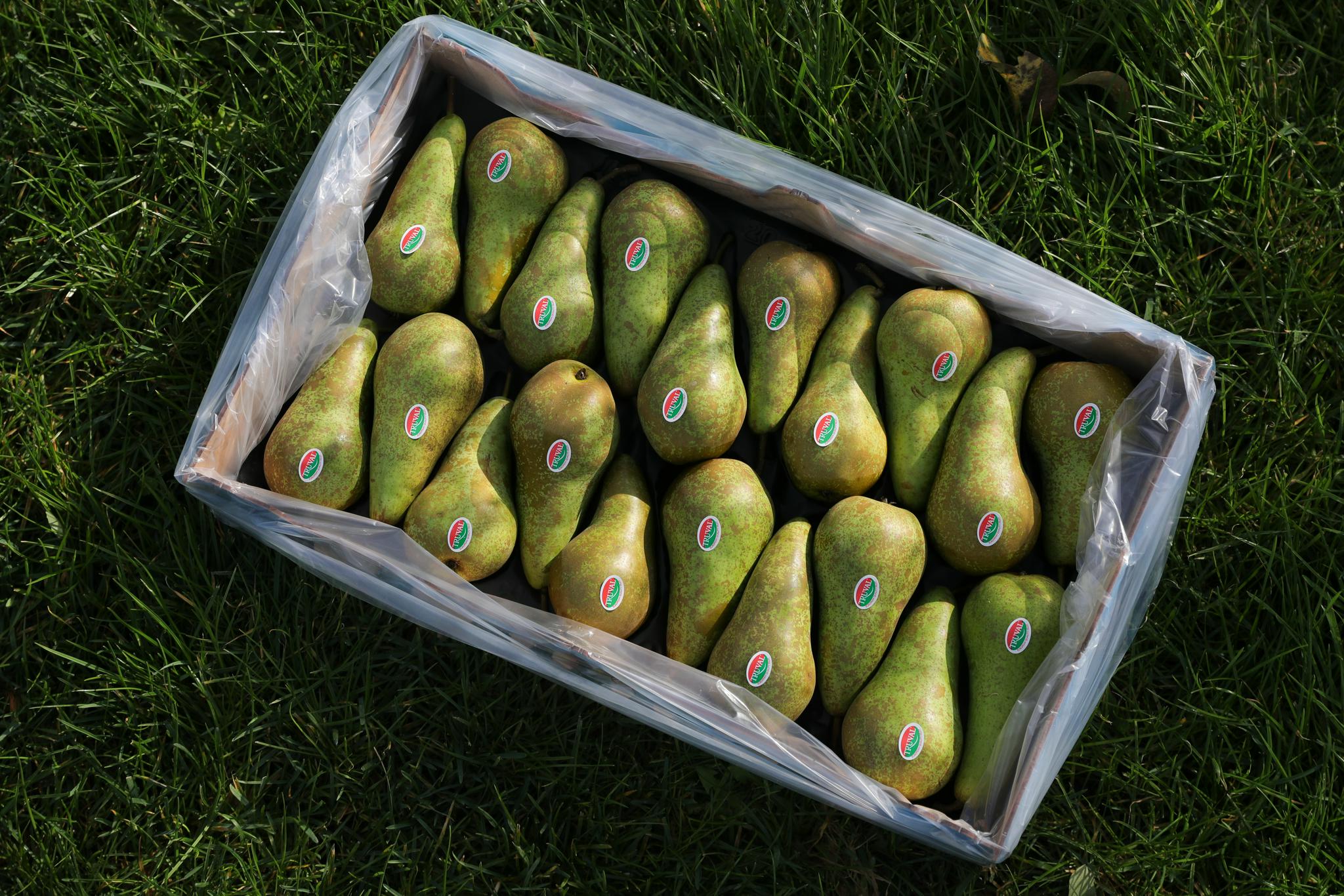 正文   比利时的朱樱红啤梨将在第四届中国国际进口博览会上与中国