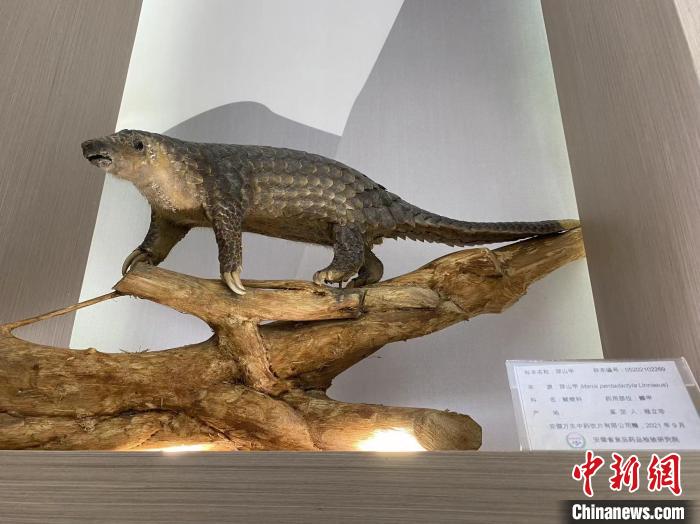 穿山甲标本. 吴兰 摄