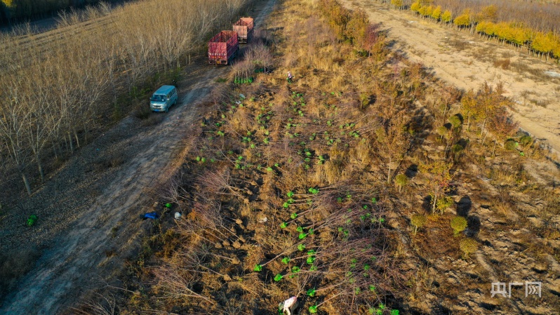 苗農正在搬運樹苗準備裝車。馬光元 攝 央廣網發