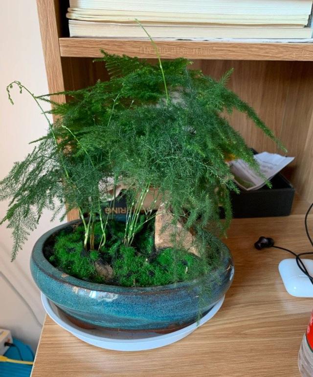 秋冬季如何养文竹做好2点枝干挺拔翠绿繁茂轻松过冬