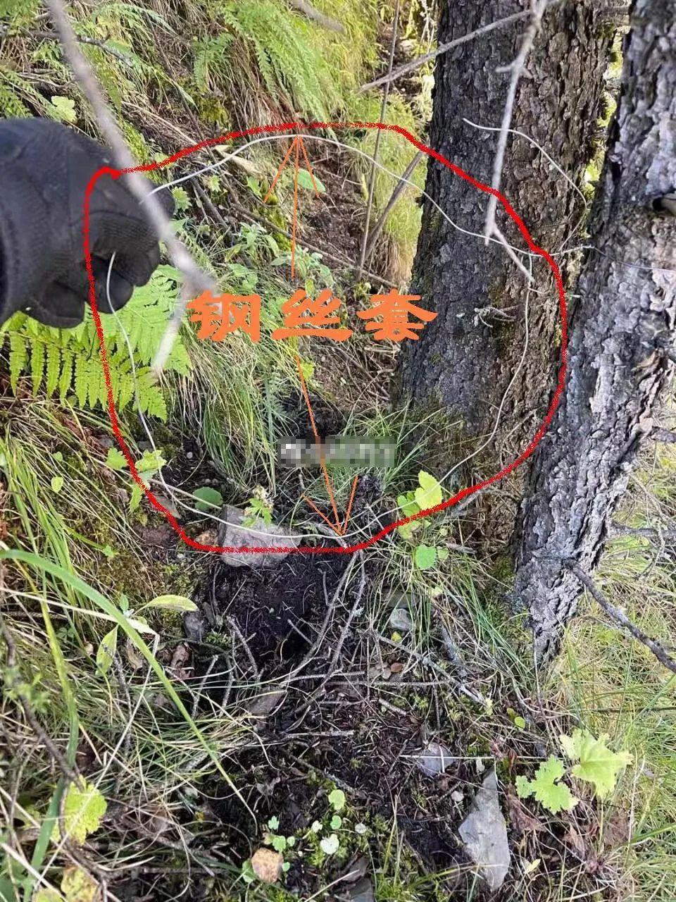 盗猎者用来捕猎的钢丝套.图片来源:网络