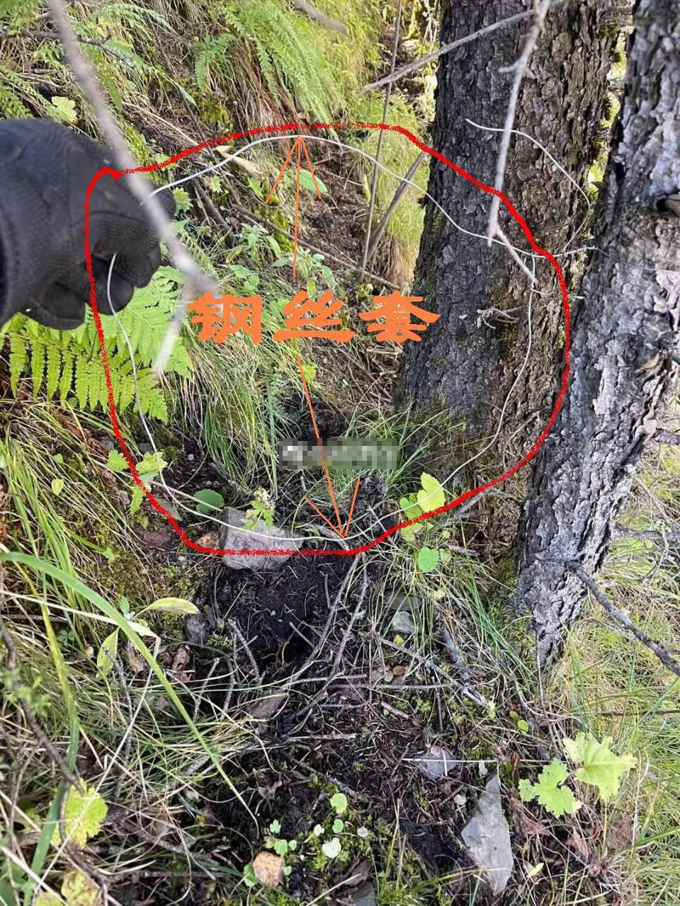 盗猎者用来捕猎的钢丝套.图片来源:网络