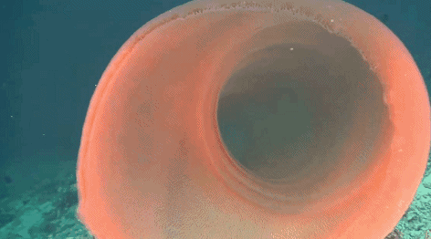 但不同的是,沙虫的嘴用来吃,而火体虫的嘴,却是用来拉的……这点和