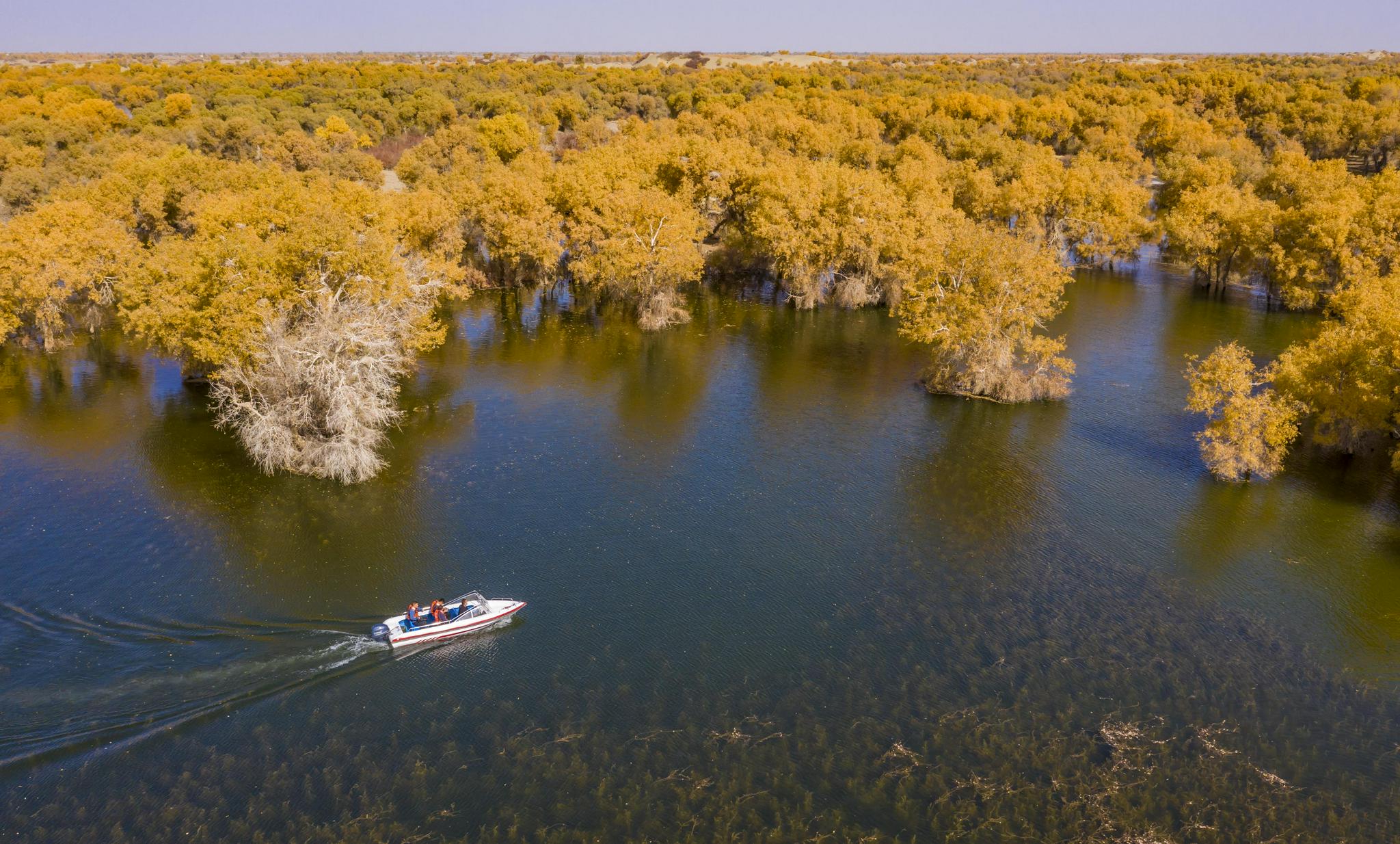 这是生长在罗布淖尔国家湿地公园一处海子的胡杨(10月27日摄).