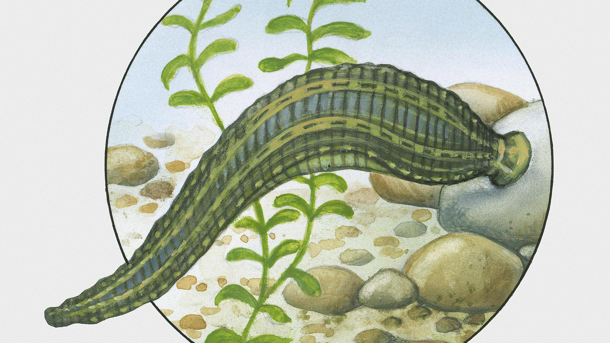 如果不小心吃进肚子,蚂蟥会在人体内长期存活吗?