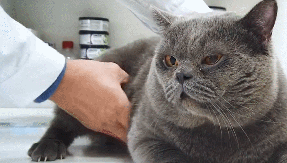 带蓝猫去医院做绝育,医生却不建议,了解原因后:真是比人还麻烦休闲区蓝鸢梦想 - Www.slyday.coM 带蓝猫去医院做绝育,医生却不建议,了解原因后:真是比人还麻烦休闲区蓝鸢梦想 - Www.slyday.coM