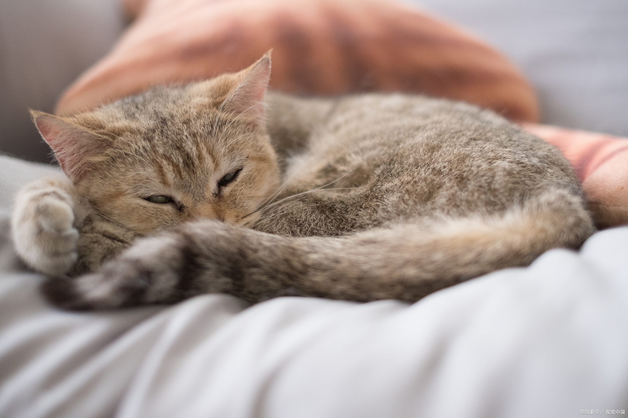 养一只小猫咪,疫苗,定期驱虫,零食营养以及其他支出都是真实存在的,每