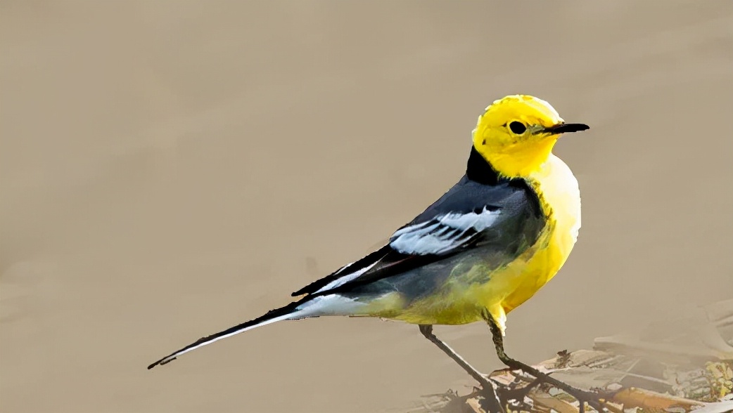 山西鸟类图鉴 | 黄头鹡鸰|鸟类|留鸟|鸟_新浪新闻