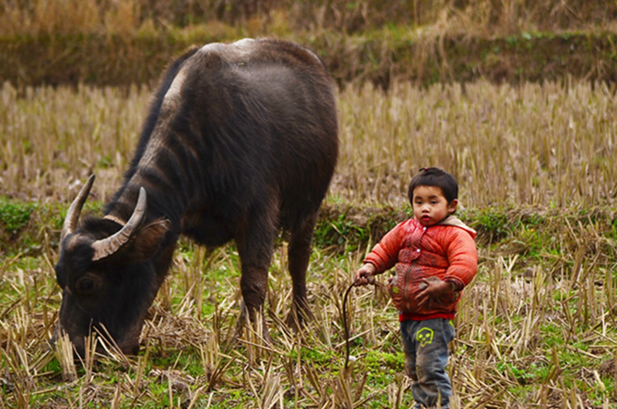 有时早上去放牛,回来才能吃饭去读书有,有时下午放学回来再去放牛