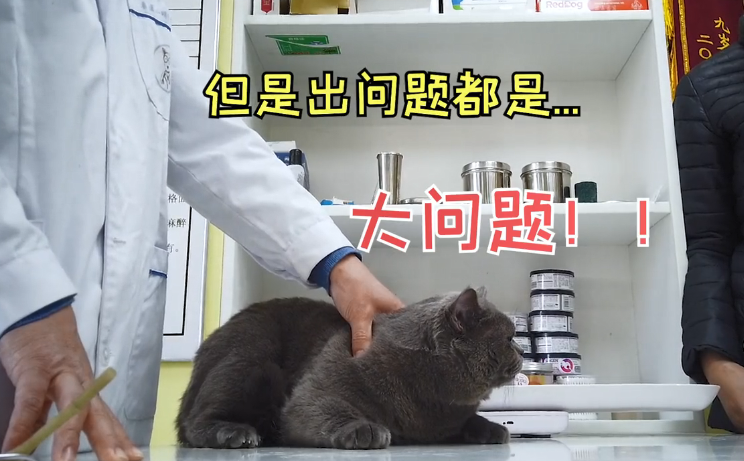 带蓝猫去医院做绝育,医生却不建议,了解原因后:真是比人还麻烦休闲区蓝鸢梦想 - Www.slyday.coM 带蓝猫去医院做绝育,医生却不建议,了解原因后:真是比人还麻烦休闲区蓝鸢梦想 - Www.slyday.coM