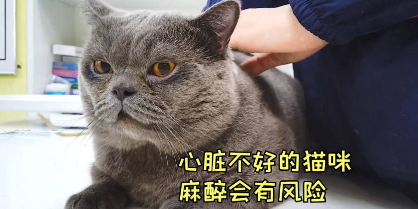 带蓝猫去医院做绝育,医生却不建议,了解原因后:真是比人还麻烦休闲区蓝鸢梦想 - Www.slyday.coM 带蓝猫去医院做绝育,医生却不建议,了解原因后:真是比人还麻烦休闲区蓝鸢梦想 - Www.slyday.coM