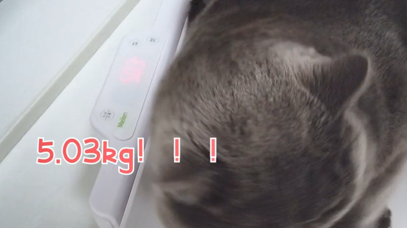 带蓝猫去医院做绝育,医生却不建议,了解原因后:真是比人还麻烦休闲区蓝鸢梦想 - Www.slyday.coM 带蓝猫去医院做绝育,医生却不建议,了解原因后:真是比人还麻烦休闲区蓝鸢梦想 - Www.slyday.coM