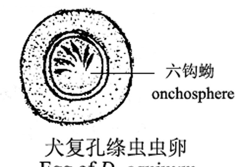 猫咪身上的绦虫种类有很多,比如犬复孔绦虫,泡状带绦虫,中殖孔绦虫