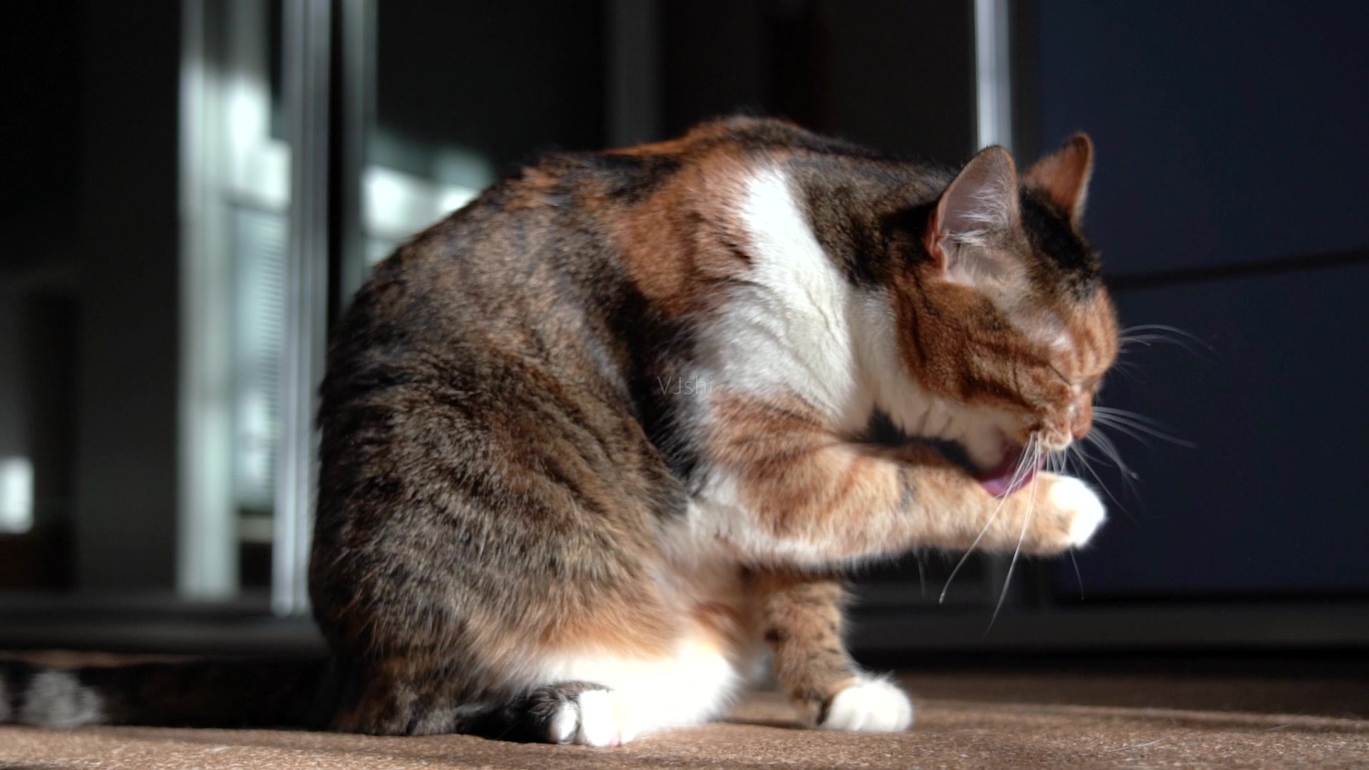 猫咪喜欢舔毛,不仅仅只是因为爱干净,其中还包含这六种原因|猫咪|因为