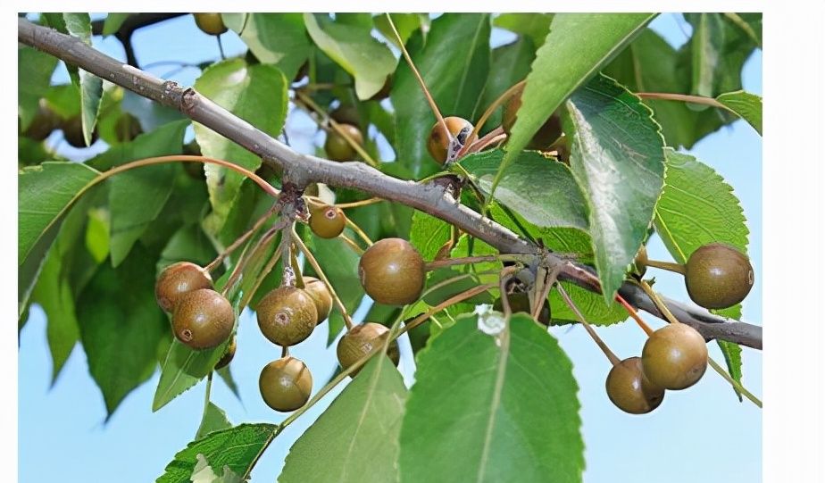 农村有一个野果,霜降后成熟,用开水煮了才好吃,现在不多见了|棠梨