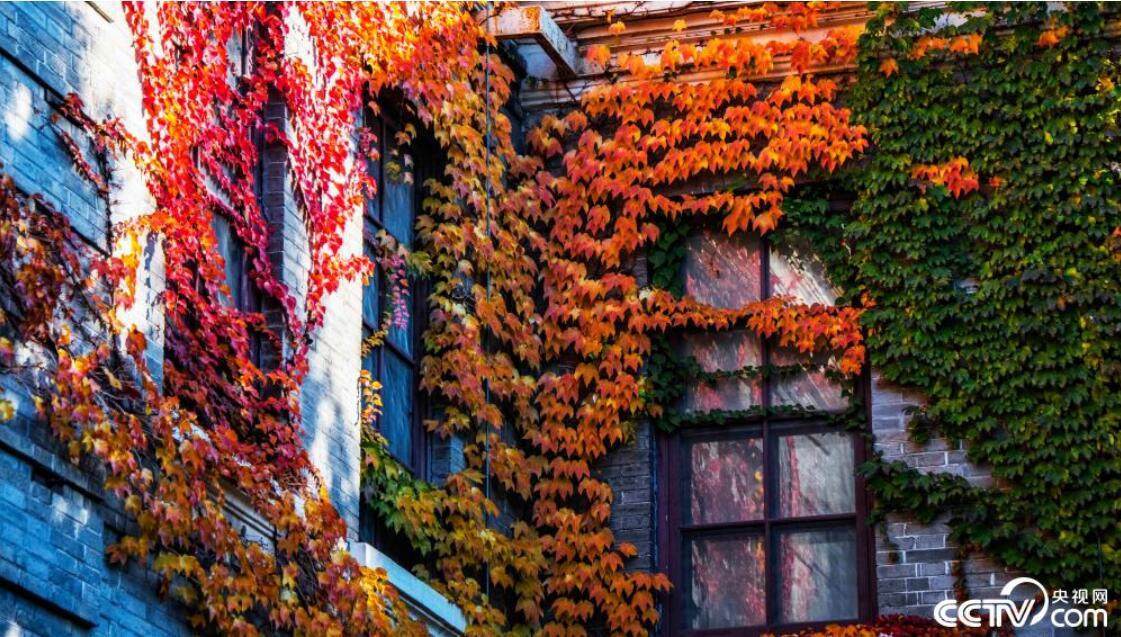 深秋时节,北京清华大学校园内色彩斑斓,宛如油画.