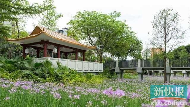 广州荔湾水岸共治 花地河水清景更美|荔湾区|荔湾|广州市