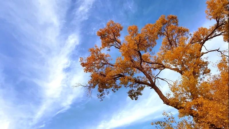 此刻，上海滞留游客正在撤离！有人4点起床，驱车1000公里，还要隔离14天……休闲区蓝鸢梦想 - Www.slyday.coM