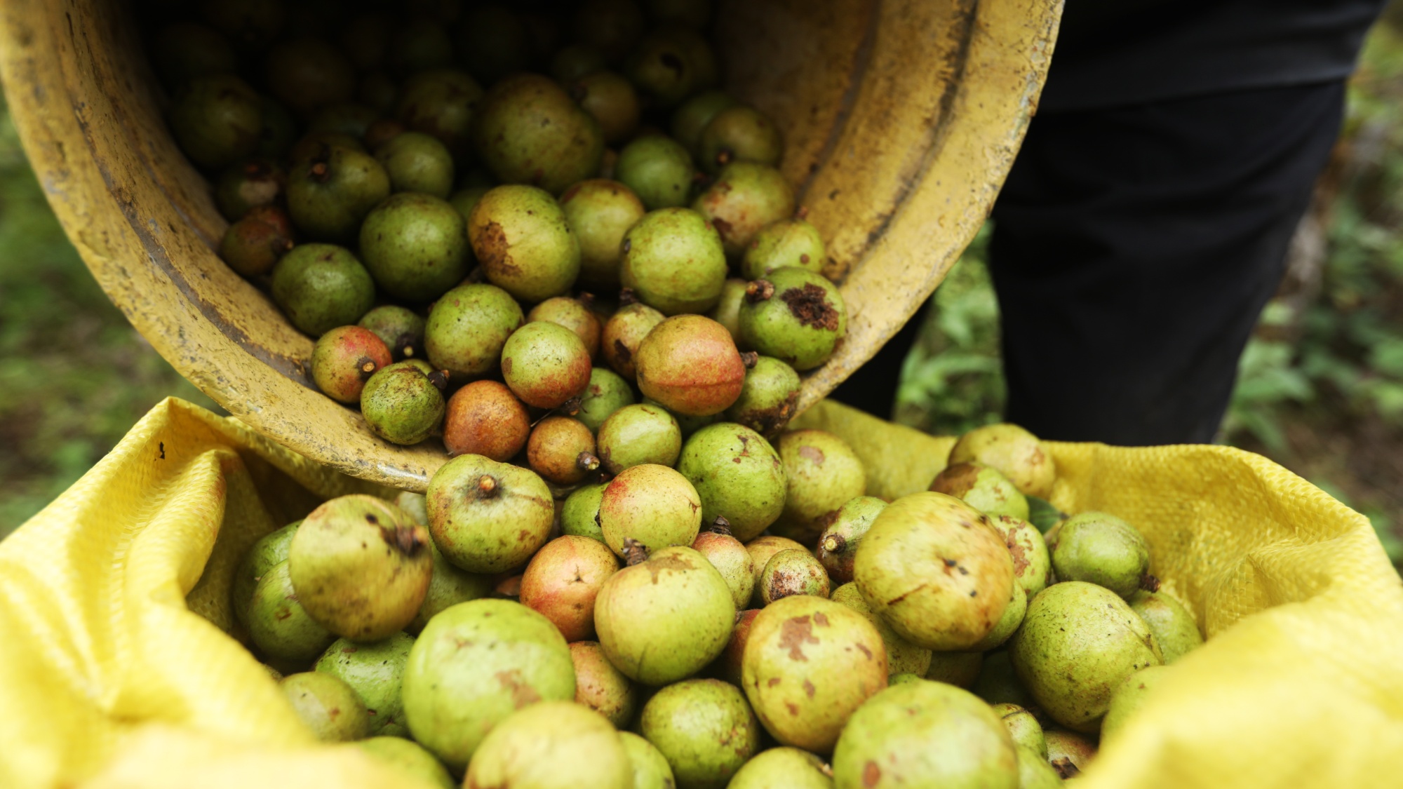 彭水油茶树结出致富果年产值上百万