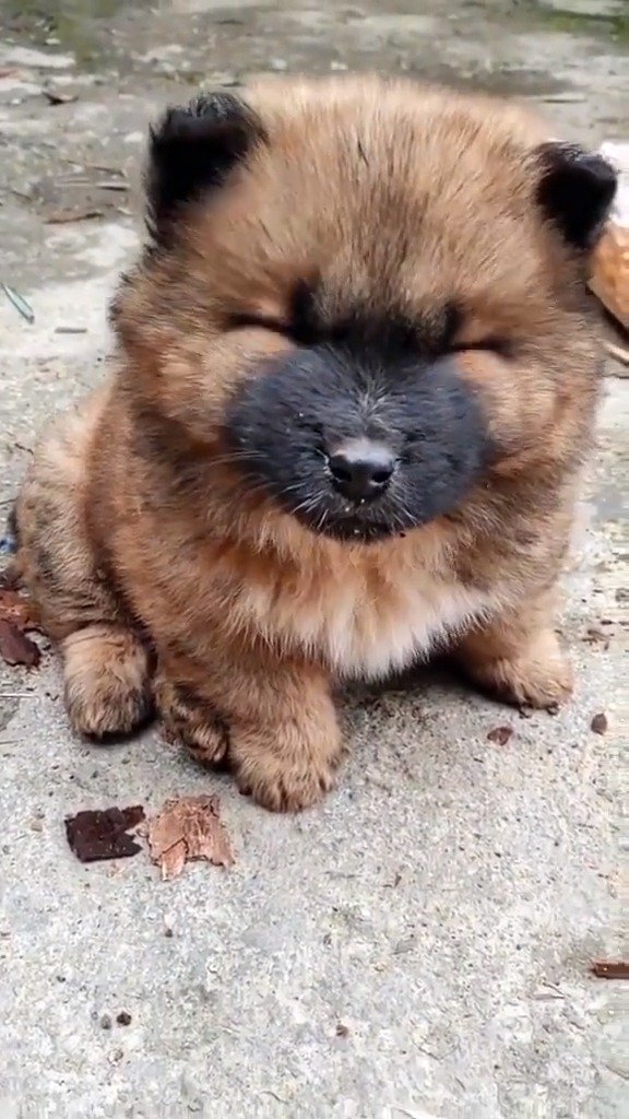 燃烧颜值长大的中华田园犬小奶狗