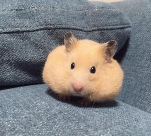 怎样治疗|仓鼠|增生|骨折_新浪新闻