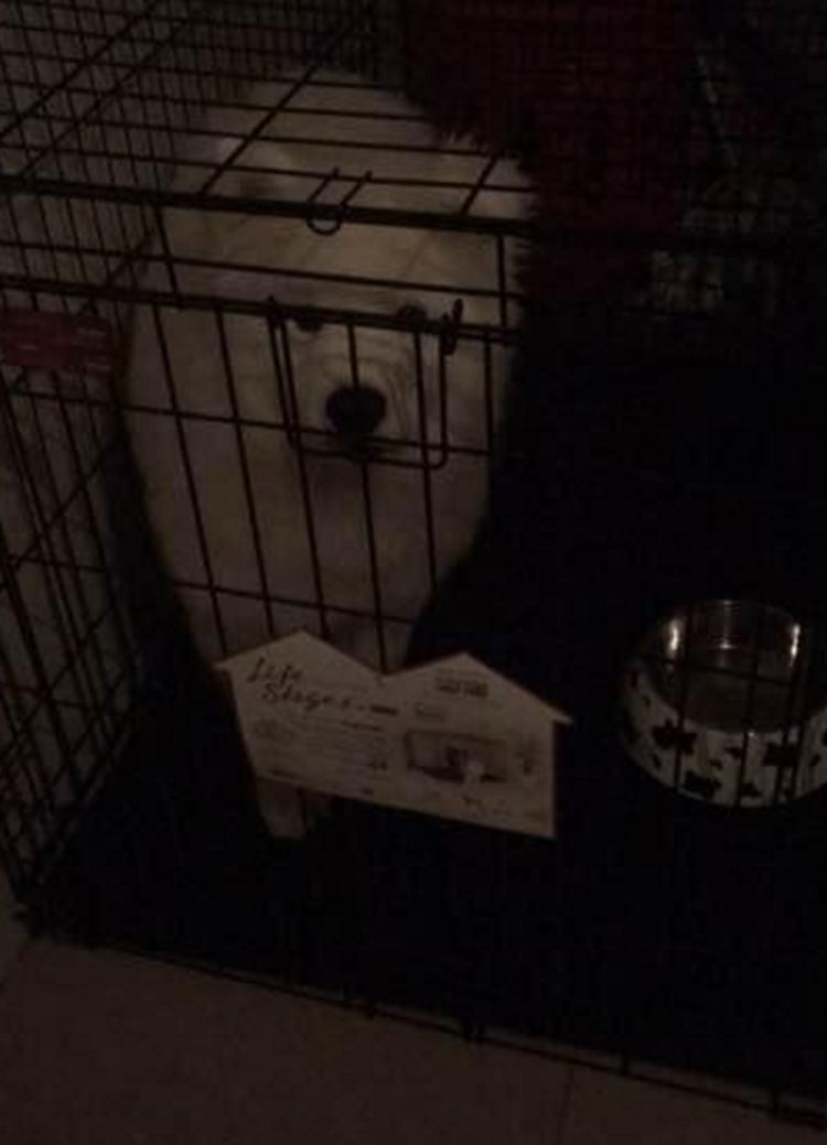 男子网购了只萨摩耶,刚养了几天,萨摩耶做出这事令男子不解!休闲区蓝鸢梦想 - Www.slyday.coM 男子网购了只萨摩耶,刚养了几天,萨摩耶做出这事令男子不解!休闲区蓝鸢梦想 - Www.slyday.coM