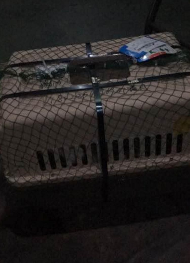 男子网购了只萨摩耶,刚养了几天,萨摩耶做出这事令男子不解!休闲区蓝鸢梦想 - Www.slyday.coM 男子网购了只萨摩耶,刚养了几天,萨摩耶做出这事令男子不解!休闲区蓝鸢梦想 - Www.slyday.coM