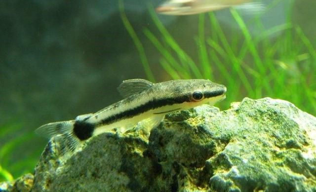 老鼠鱼一般吃什么东西