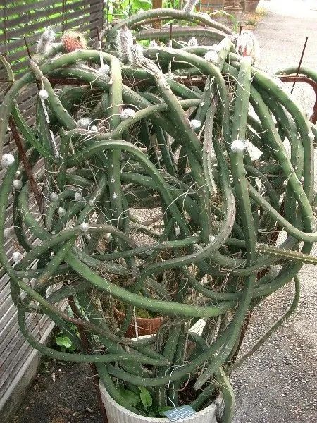 上面是大花蛇鞭柱和它孕育的果实平常养护盆栽大花蛇鞭柱时,要注意