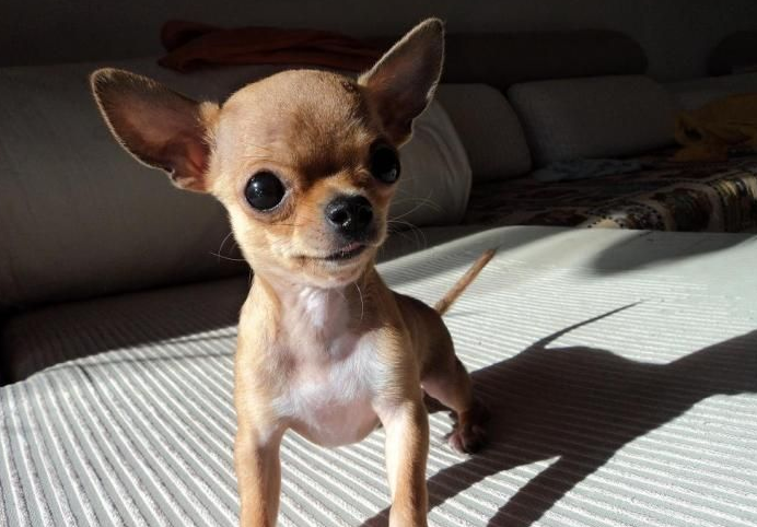 世界最小的狗 可爱图片