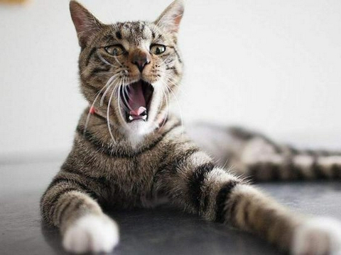 花猫脸 花猫脸最新消息 新闻 图片 视频 聚合阅读 新浪网 花猫脸 花猫脸最新消息 新闻 图片 视频 聚合阅读 新浪网