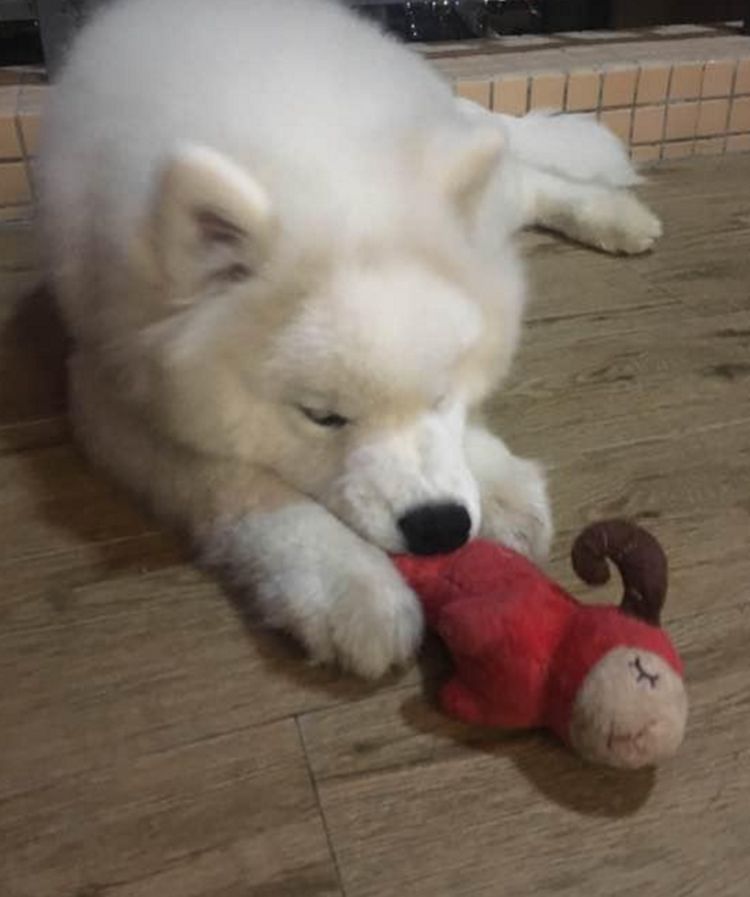 男子网购了只萨摩耶,刚养了几天,萨摩耶做出这事令男子不解!休闲区蓝鸢梦想 - Www.slyday.coM 男子网购了只萨摩耶,刚养了几天,萨摩耶做出这事令男子不解!休闲区蓝鸢梦想 - Www.slyday.coM