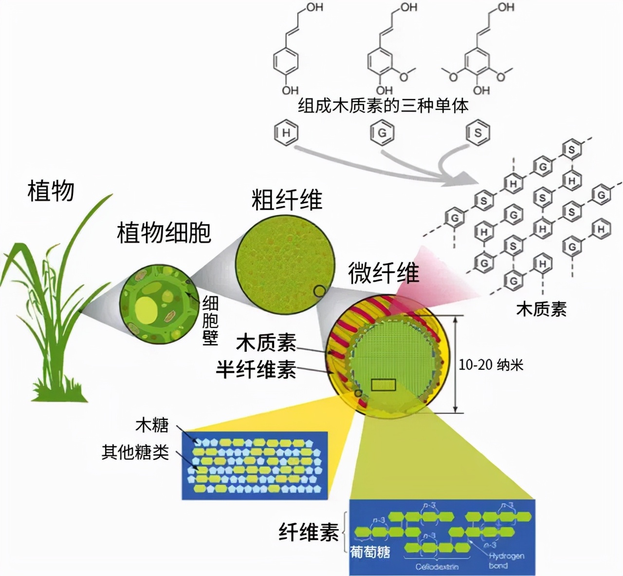 植物的细胞包裹在细胞壁中,细胞壁主要由纤维素(cellulose),半纤维素