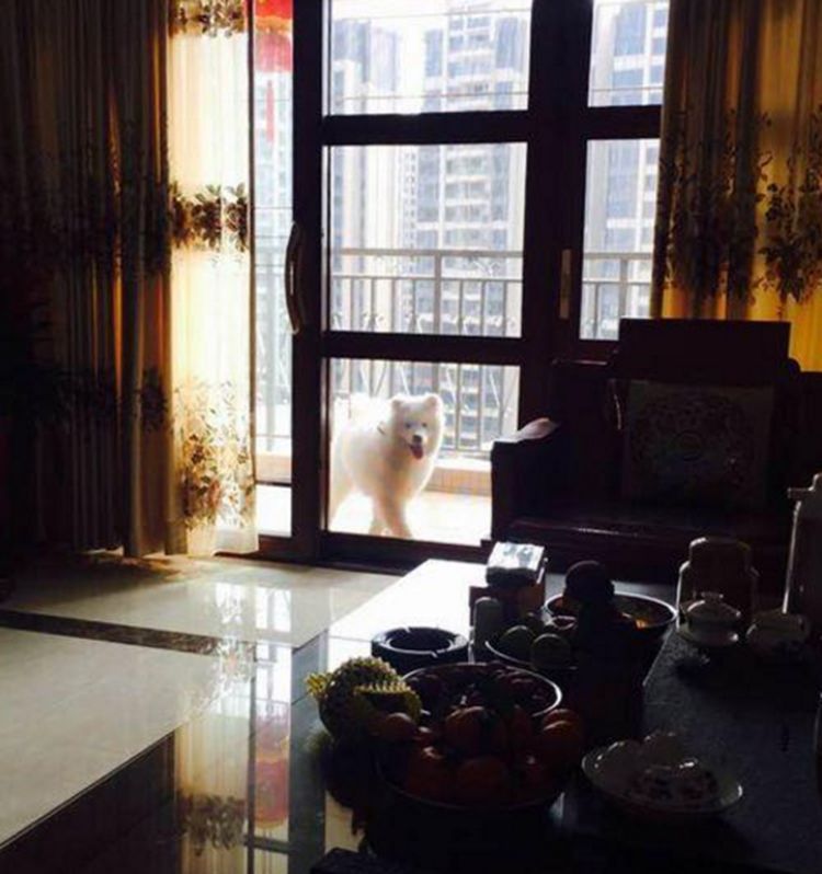 男子网购了只萨摩耶,刚养了几天,萨摩耶做出这事令男子不解!休闲区蓝鸢梦想 - Www.slyday.coM 男子网购了只萨摩耶,刚养了几天,萨摩耶做出这事令男子不解!休闲区蓝鸢梦想 - Www.slyday.coM