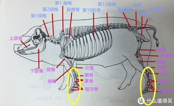 买猪蹄时,你能分清“前蹄”和“后蹄”吗?4个区别教你辨别,猪蹄口感差别大,别买错了__财经头条