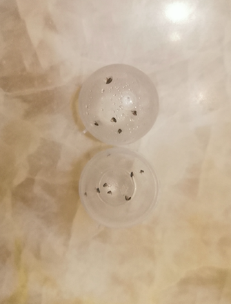 朝阳一小区车库跳蚤泛滥成灾,居民疑心是"它们"惹的祸