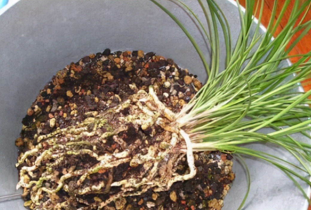 给兰花换盆注意5个要点保证兰花根系壮后期长势旺