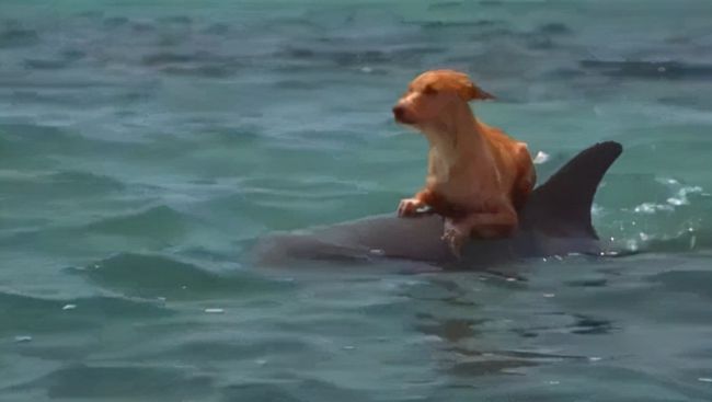 赤裸女子在海中遇险12小时,海豚引导船只救人,海豚为啥会救人?休闲区蓝鸢梦想 - Www.slyday.coM 赤裸女子在海中遇险12小时,海豚引导船只救人,海豚为啥会救人?休闲区蓝鸢梦想 - Www.slyday.coM