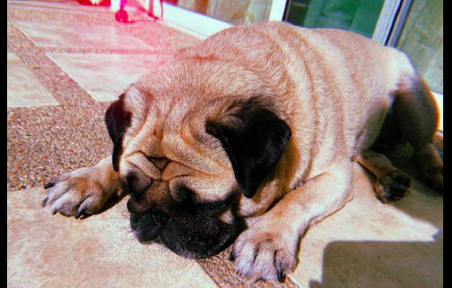 女孩疯狂网上购物,只为让快递员来撸狗,而他的一句话让人破防了休闲区蓝鸢梦想 - Www.slyday.coM 女孩疯狂网上购物,只为让快递员来撸狗,而他的一句话让人破防了休闲区蓝鸢梦想 - Www.slyday.coM