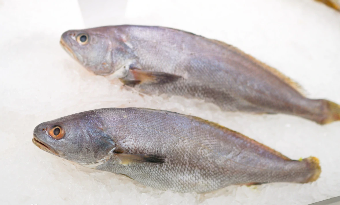 渔民一网捞起40000斤米鱼,为何价值能超过200万|奉