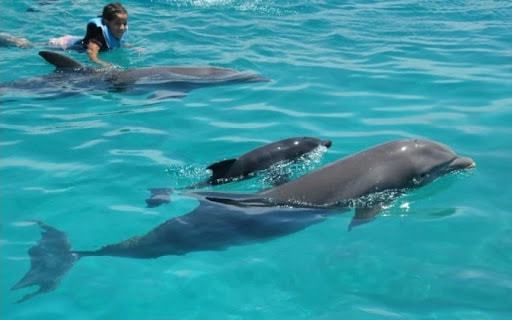 赤裸女子在海中遇险12小时,海豚引导船只救人,海豚为啥会救人?休闲区蓝鸢梦想 - Www.slyday.coM 赤裸女子在海中遇险12小时,海豚引导船只救人,海豚为啥会救人?休闲区蓝鸢梦想 - Www.slyday.coM