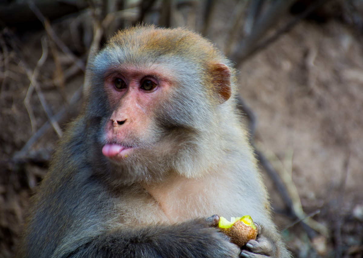 张家界的猴子有多皮?连打火机都给啃炸了!