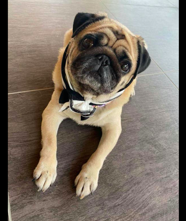 女孩疯狂网上购物,只为让快递员来撸狗,而他的一句话让人破防了休闲区蓝鸢梦想 - Www.slyday.coM 女孩疯狂网上购物,只为让快递员来撸狗,而他的一句话让人破防了休闲区蓝鸢梦想 - Www.slyday.coM