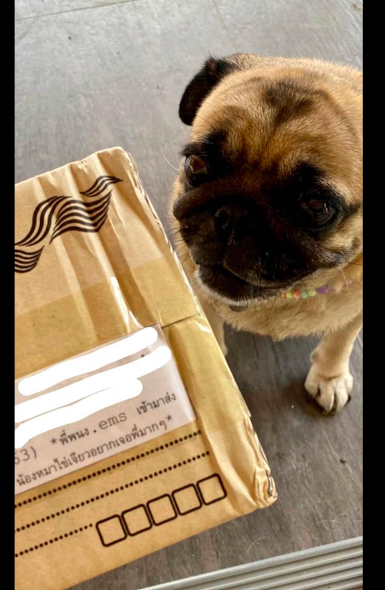 女孩疯狂网上购物,只为让快递员来撸狗,而他的一句话让人破防了休闲区蓝鸢梦想 - Www.slyday.coM 女孩疯狂网上购物,只为让快递员来撸狗,而他的一句话让人破防了休闲区蓝鸢梦想 - Www.slyday.coM