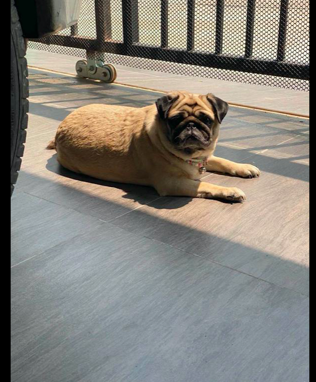 女孩疯狂网上购物,只为让快递员来撸狗,而他的一句话让人破防了休闲区蓝鸢梦想 - Www.slyday.coM 女孩疯狂网上购物,只为让快递员来撸狗,而他的一句话让人破防了休闲区蓝鸢梦想 - Www.slyday.coM