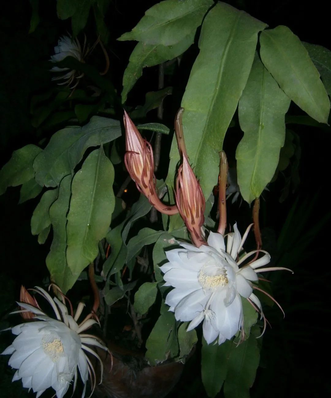 盆栽昙花养护注意事项,做好这几点,每年都有机会开花一次